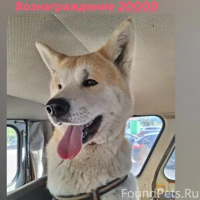 Пропал Акита Ину, Калуга