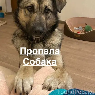 Пропал кобель Дик, Кстовская промзона