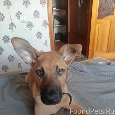Пропал рыжий Джеймс, Цимлянск