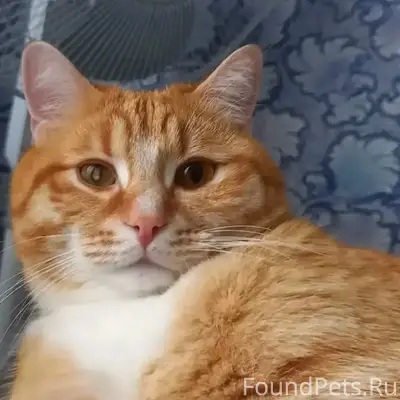 Пропал рыжий кот Рыжий, 6 мкр