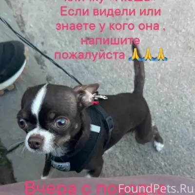 Пропала собака Нюша, Кстово