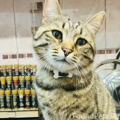 Пропал кот Барсик