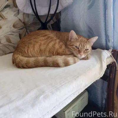 Пропала кошка Лола, Чайковского 20А