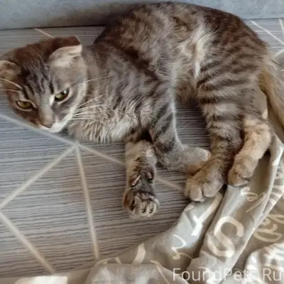 Найден котёнок, мкр СевероЗадонск