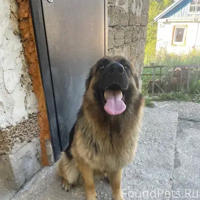 Пропала немецкая овчарка Чара