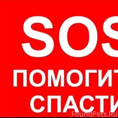 Найден кот в тяжёлом состоянии, Нижний Новгород