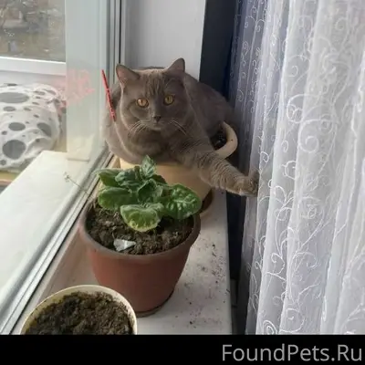 Пропал кот, г. Кемерово