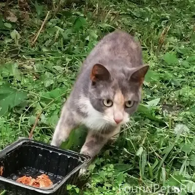 Пропала кошка, серая рыжими пятнами, район Волжской Набережной