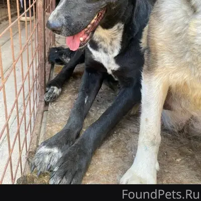 Пропала собака Панго, район пожарного Депо