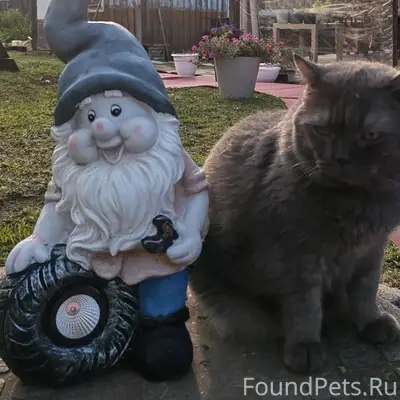 Пропал шотландский кот Барсик, Села