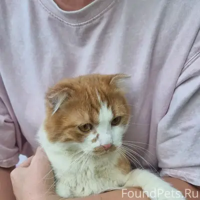 Найдена домашняя кошка, Московское шоссе 172А