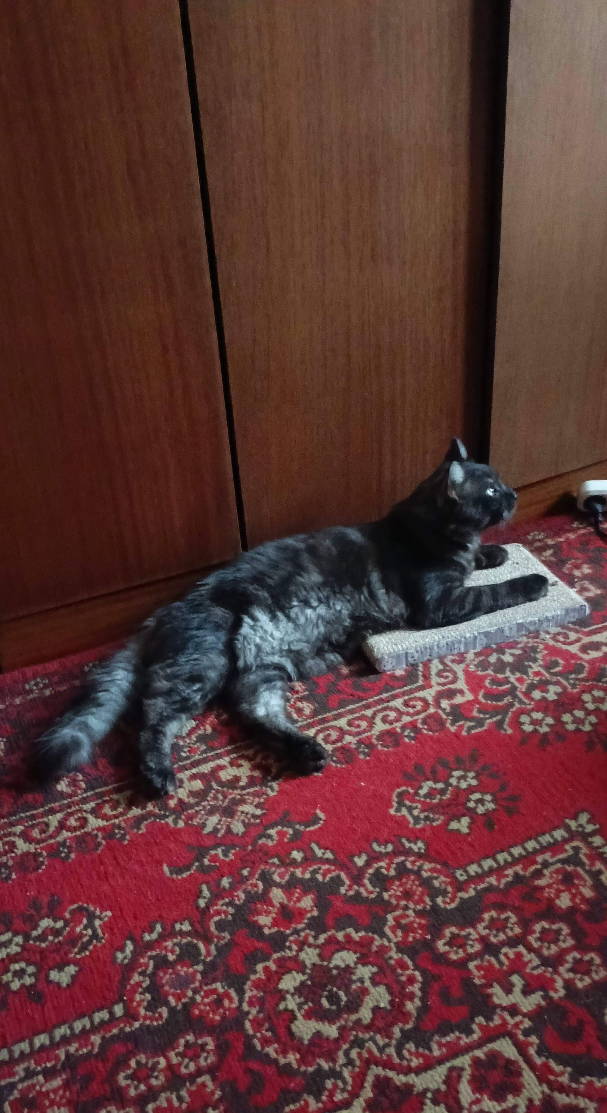 Помогите найти кота!