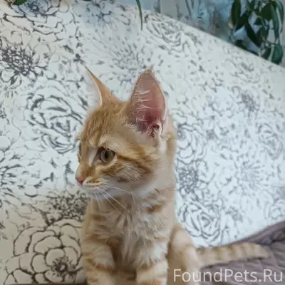 Найден рыжий котёнок, с. Уинское