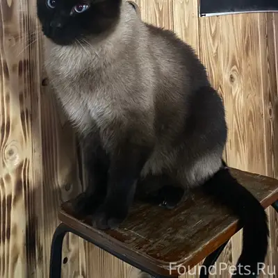 Пропал сиамский кот, Мурманск