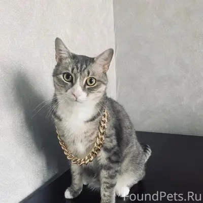 Пропал кот, район улицы Ольховая