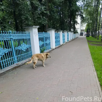 Найден старый пёс, центр