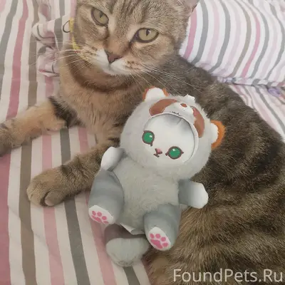 Пропала кошка Плюша, Калачинск