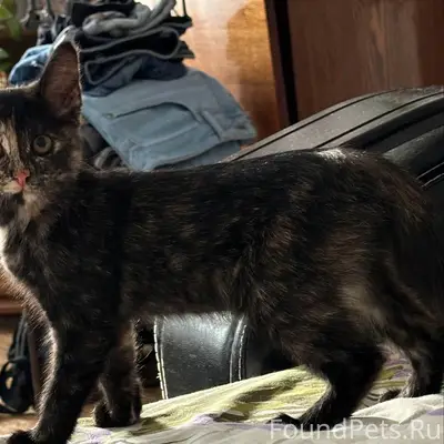 Пропал котёнок, помогите найти