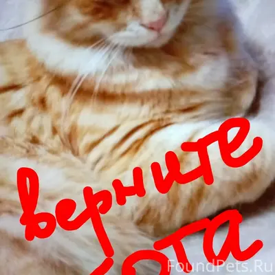 Пропал кот, ул. Октябрьская
