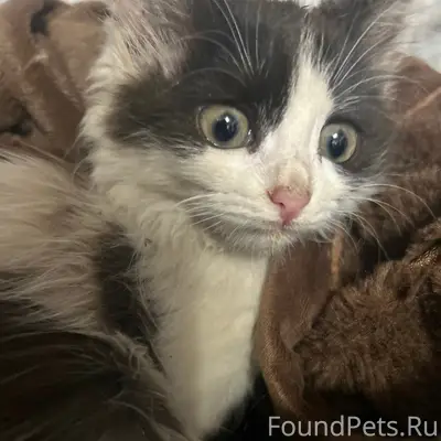 Найдена кошка, предположительно с улицы