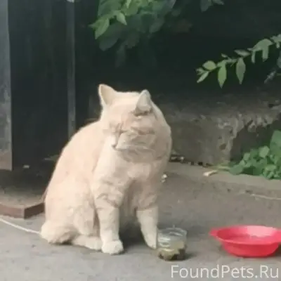 Найден кот Рыжик, улица Дмитриева