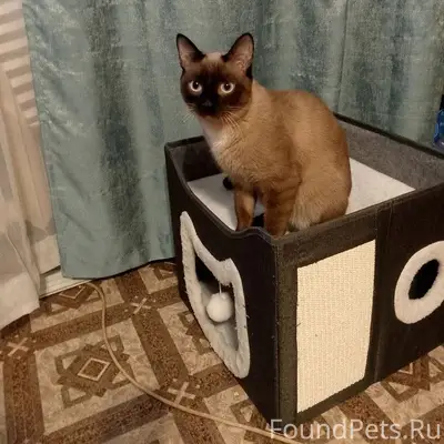 Пропал сиамский котёнок Сёма, Менделеево