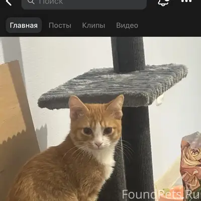 Пропал рыжий котик