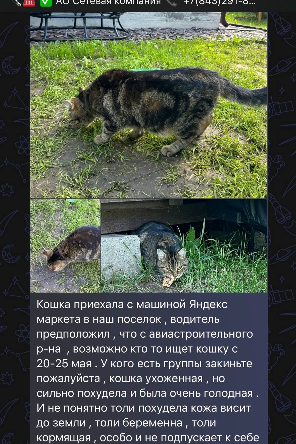 Найдена домашняя кошка