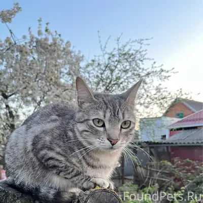 Пропала кошка, С. Красногвардейское
