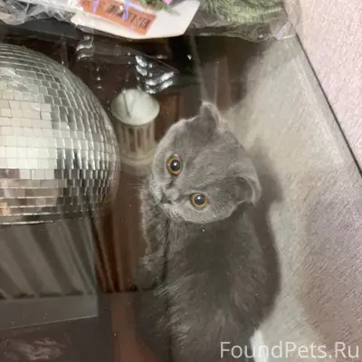 Найдена кошка, ул. Героя д. 19