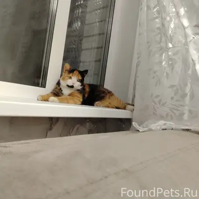 Пропала кошка, район Холмы за баней