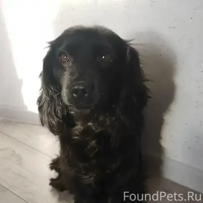 Пропала собака
