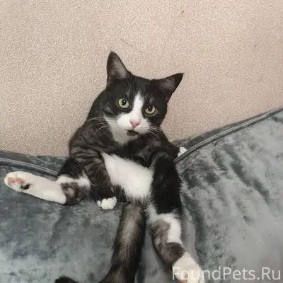 Пропал кот Яша