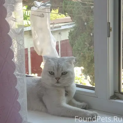 Пропала кошка, Красноармейская