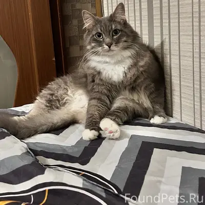 Пропал кот, район ул. Титова