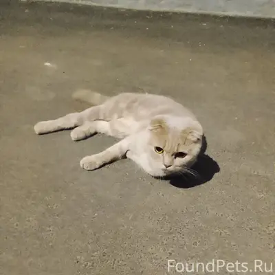 Найден Британский вислоухий кот, Автозаводский район