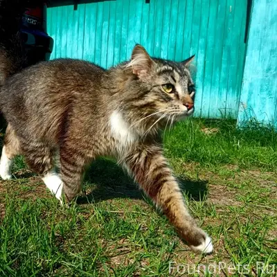 Пропал кот Симба, район бпк (Перевоз, Котлашанская)