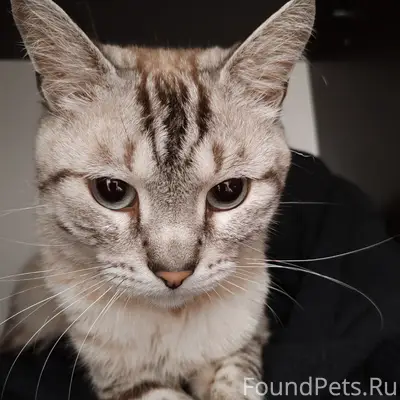 Найден кот, ул. Георгия Величко