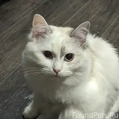 Пропала кошка Пушинка, Майма