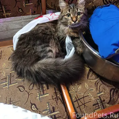 Пропал кот Марс, улица Комсомольская