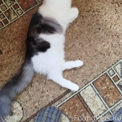Пропал кот Хомяк