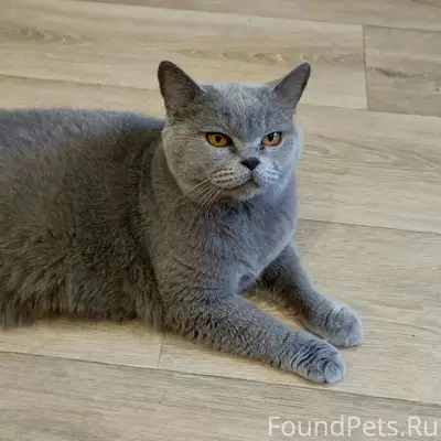 Пропала кошка, лтз ул Ильича д 12а