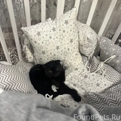 Пропала вислоухая кошка, переулок Индустриальный