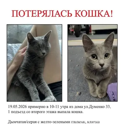Пропала кошка Туся