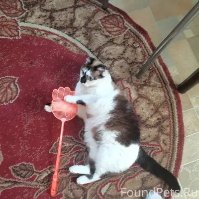 Пропала кошка, район бывшего гибдд