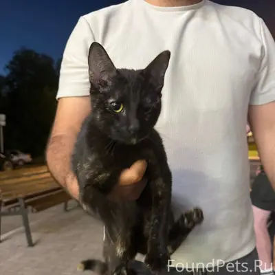 Найден кот/кошка, Зеленоград