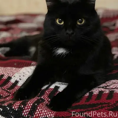 Пропал кот Китсон, Прибытково, Покровка