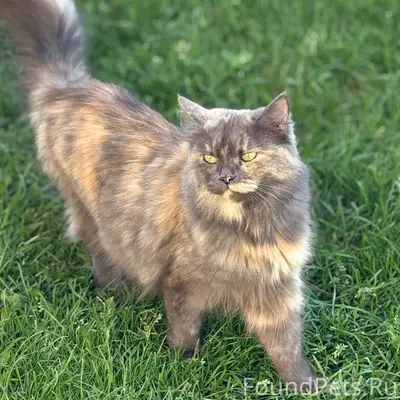 Пропала кошка, район Профсоюзная, Кутасова