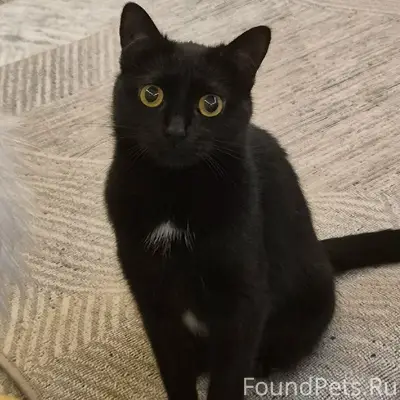 Пропала кошка Люся, ул. Иртяшская