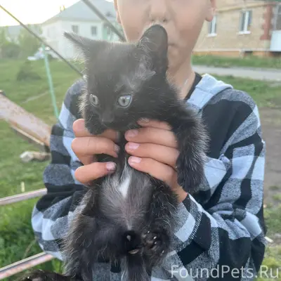 Пропал котёнок, город Артемовский
